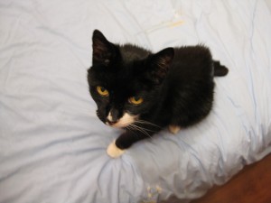 Catonbed Cat on bed